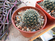 Mediolobivia nigricans var. carmeniana WR 690