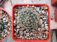 Mediolobivia nigricans var. carmeniana WR 690