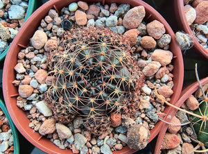 Lobivia arachnacantha FR360