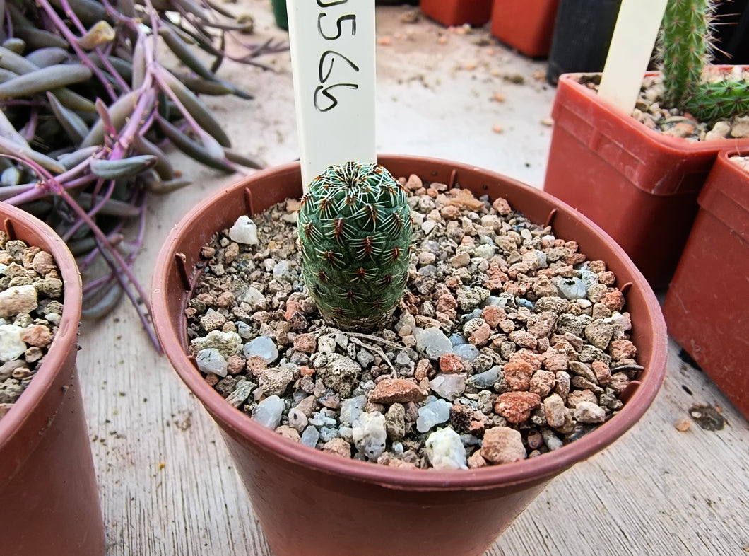 Sulcorebutia tarabucoensis v. callecallensis VZ 056b