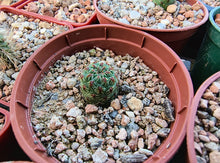 Sulcorebutia tarabucoensis v. callecallensis VZ 056b