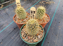 Mammillaria armillata ZRI 548