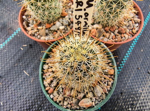 Mammillaria armillata ZRI 548