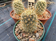 Mammillaria armillata ZRI 548