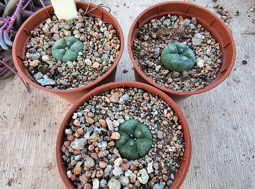 Lophophora williamsii VZD020