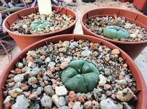 Lophophora williamsii VZD020