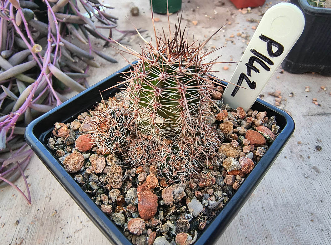 Lobivia aurea subsp. shaferi P142
