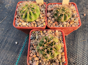 Echinopsis bridgesii subsp. yungasensis FR331