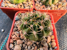 Echinopsis bridgesii subsp. yungasensis FR331