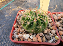 Echinopsis bridgesii subsp. yungasensis FR331