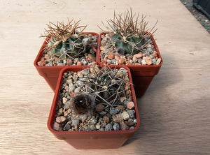 Acanthocalycium thionanthum v. copiapoides P54