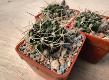 Lobivia acanthoplegma v.patula R54