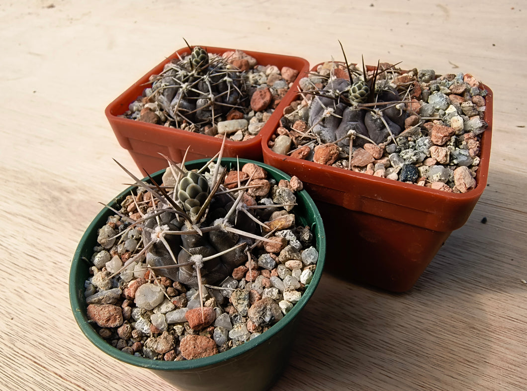 Gymnocalycium berchtii VoS902