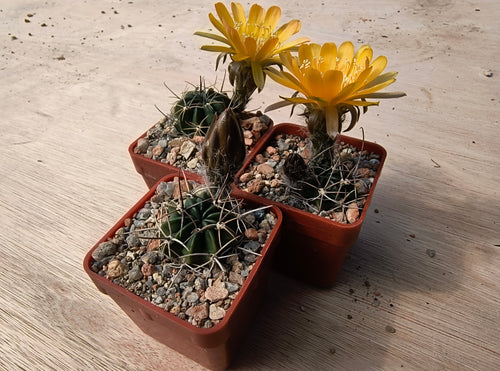 Lobivia pentlandii v. hardeniana R298