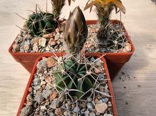 Lobivia pentlandii v. hardeniana R298