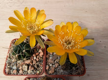 Lobivia pentlandii v. hardeniana R298