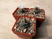 Turbinicarpus macrochele KKR94