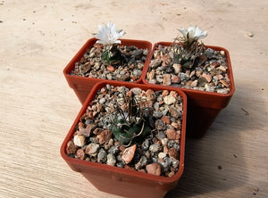 Turbinicarpus macrochele KKR94