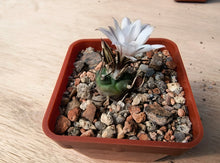 Turbinicarpus macrochele KKR94