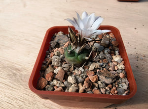 Turbinicarpus macrochele KKR94