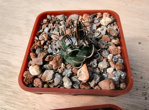 Turbinicarpus macrochele KKR94