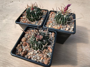 Stenocactus anfractuosus