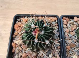 Stenocactus anfractuosus