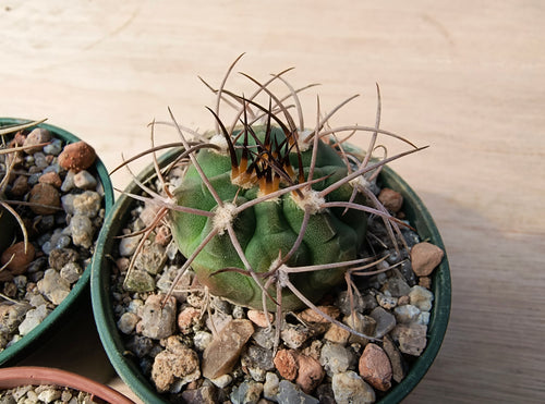 Gymnocalycium nidulans JN65