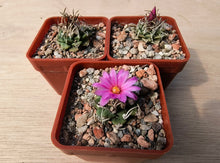 Turbinicarpus alonsoi