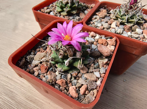 Turbinicarpus alonsoi