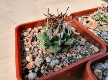 Turbinicarpus alonsoi