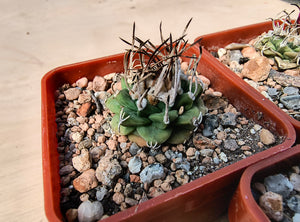Turbinicarpus alonsoi