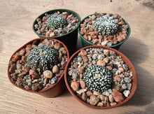 Astrophytum asterias cv. superkabuto