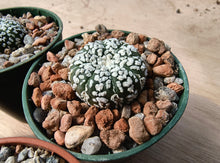 Astrophytum asterias cv. superkabuto