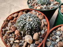 Astrophytum asterias cv. superkabuto