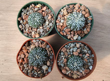 Astrophytum asterias cv. superkabuto