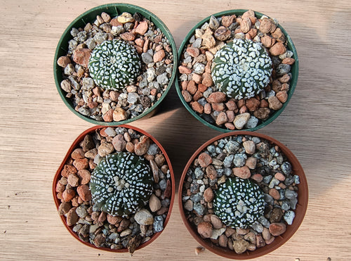 Astrophytum asterias cv. superkabuto