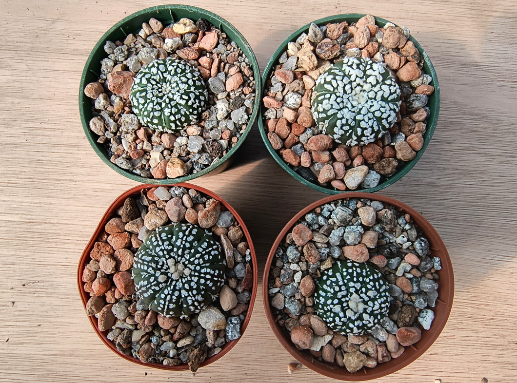 Astrophytum asterias cv. superkabuto
