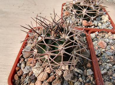 Acanthocalycium brevispinum P45