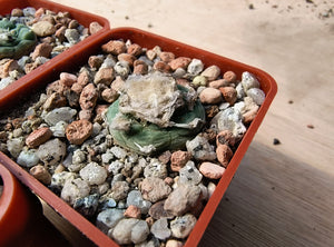 Lophophora koehresii