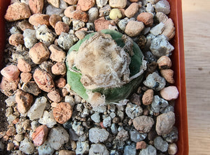 Lophophora koehresii