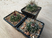 Stenocactus phyllacanthus violaciflorus SB20