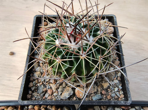 Stenocactus phyllacanthus violaciflorus SB20