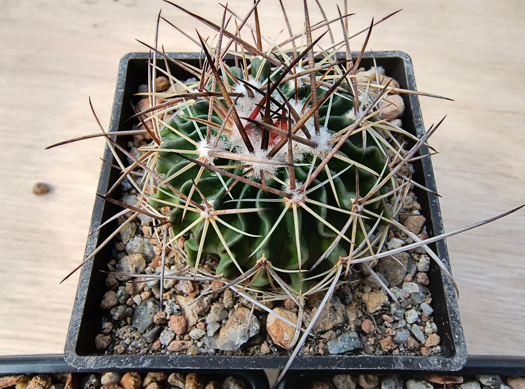 Stenocactus phyllacanthus violaciflorus SB20