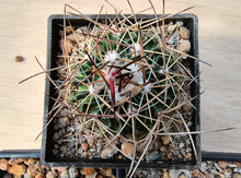 Stenocactus phyllacanthus violaciflorus SB20