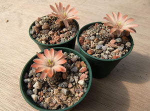 Mediolobivia pectinata AVF64