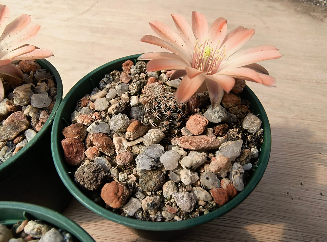 Mediolobivia pectinata AVF64