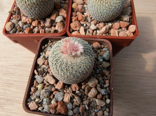Epithelantha micromeris PC25