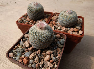 Epithelantha micromeris PC25