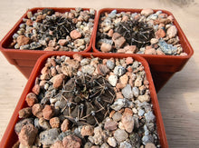 Gymnocalycium obductum JS273